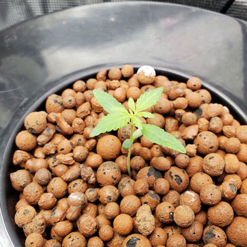Banana Daddy Auto growlog timeline photo