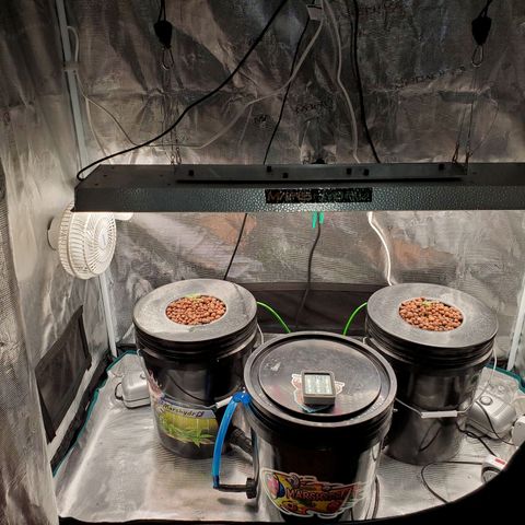 Banana Daddy Auto growlog timeline photo