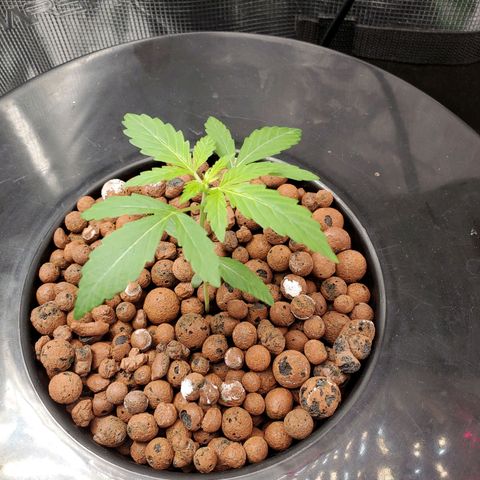 Banana Daddy Auto growlog timeline photo