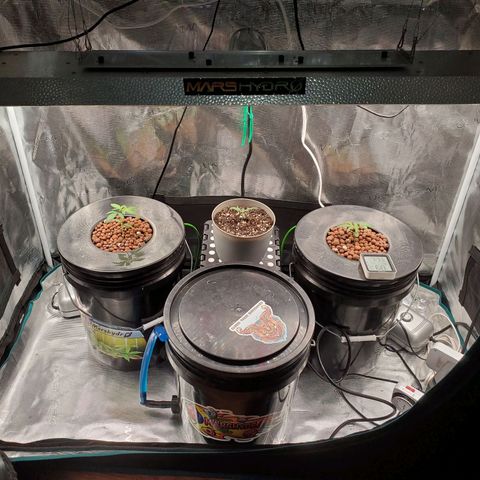 Banana Daddy Auto growlog timeline photo