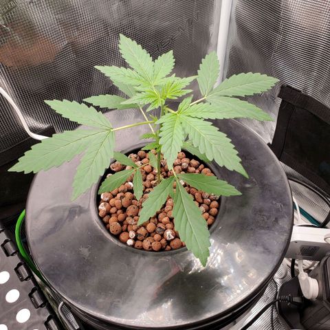 Banana Daddy Auto growlog timeline photo