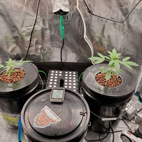 Banana Daddy Auto growlog timeline photo