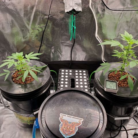 Banana Daddy Auto growlog timeline photo