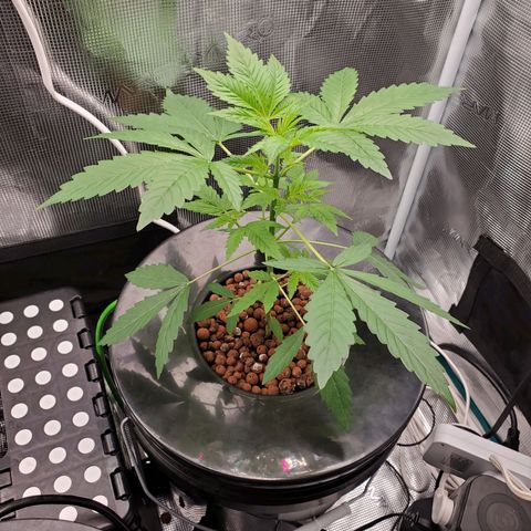 Banana Daddy Auto growlog timeline photo
