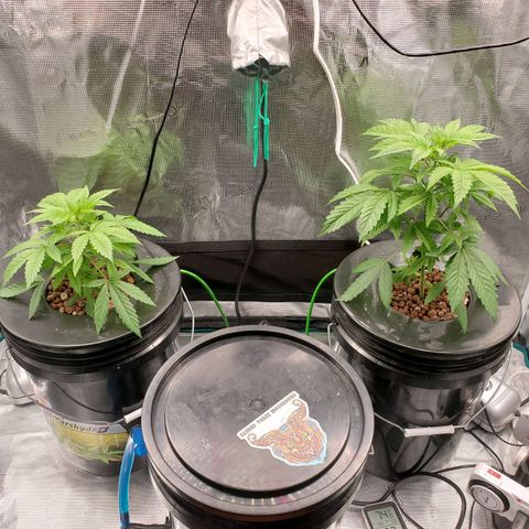 Banana Daddy Auto growlog timeline photo