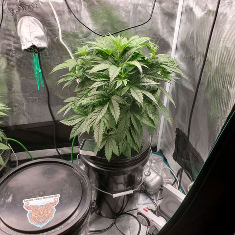 Banana Daddy Auto growlog timeline photo