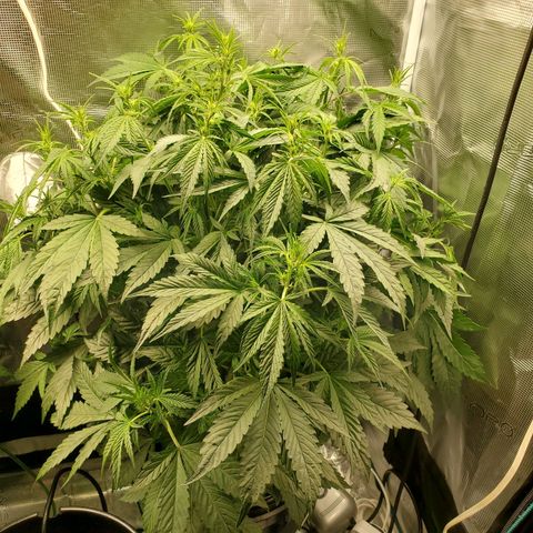 Banana Daddy Auto growlog timeline photo