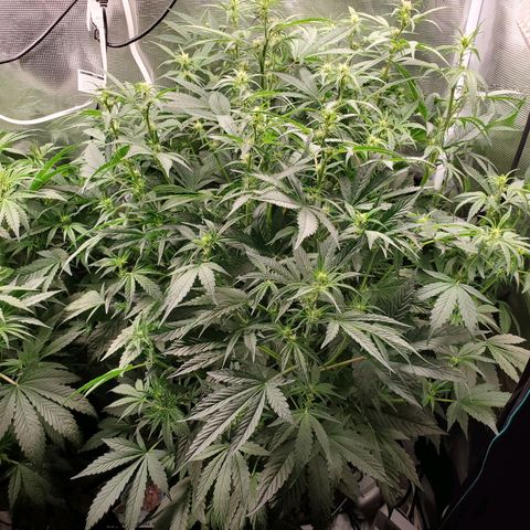 Banana Daddy Auto growlog timeline photo