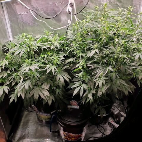 Banana Daddy Auto growlog timeline photo