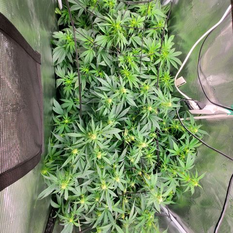 Banana Daddy Auto growlog timeline photo