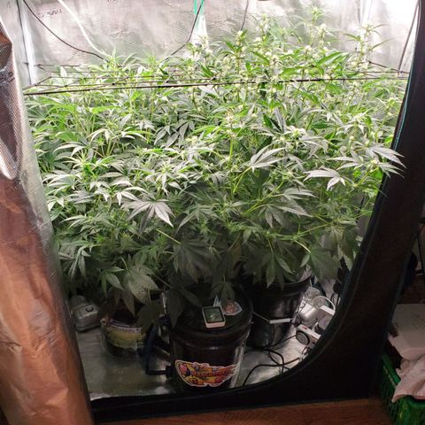 Banana Daddy Auto growlog timeline photo