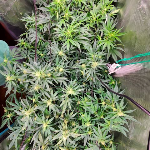Banana Daddy Auto growlog timeline photo