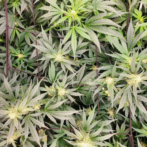 Banana Daddy Auto growlog timeline photo