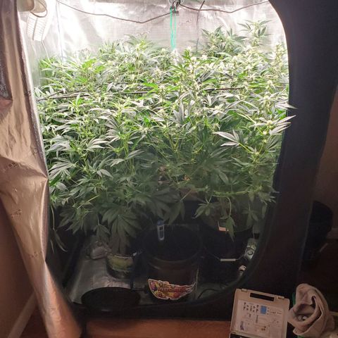 Banana Daddy Auto growlog timeline photo