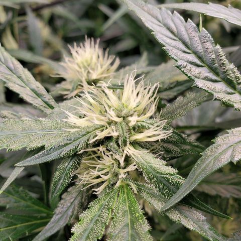 Banana Daddy Auto growlog timeline photo