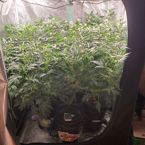 Banana Daddy Auto growlog timeline photo