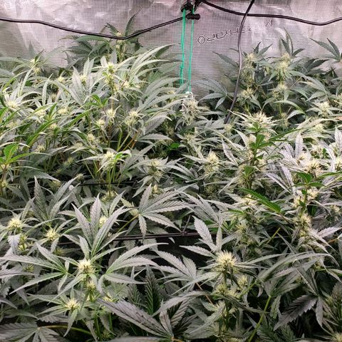 Banana Daddy Auto growlog timeline photo