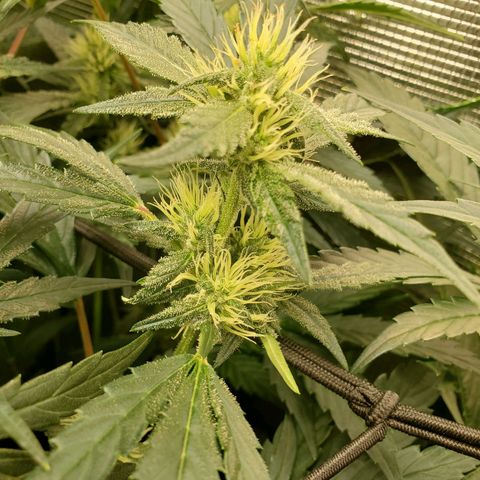 Banana Daddy Auto growlog timeline photo