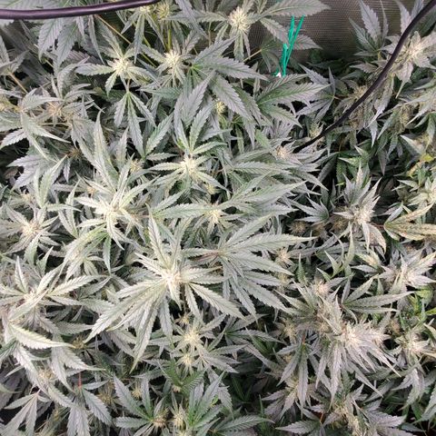 Banana Daddy Auto growlog timeline photo