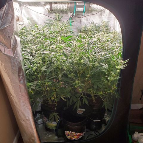 Banana Daddy Auto growlog timeline photo