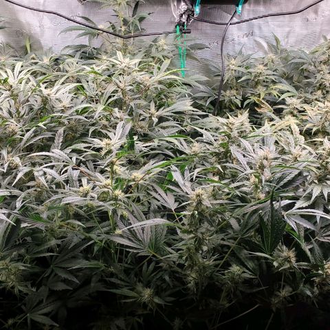 Banana Daddy Auto growlog timeline photo