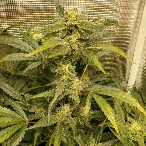 Banana Daddy Auto growlog timeline photo