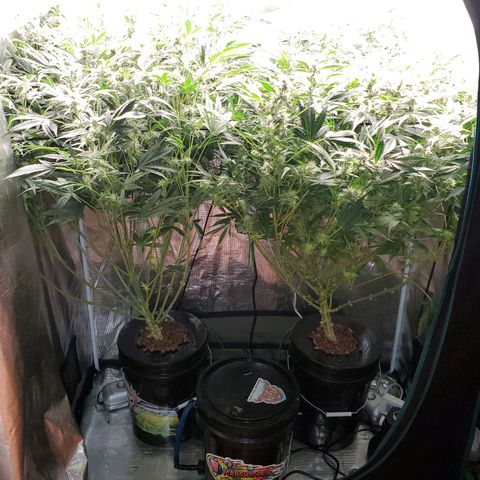 Banana Daddy Auto growlog timeline photo