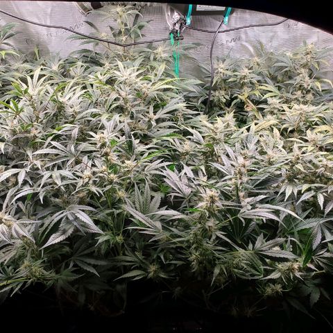 Banana Daddy Auto growlog timeline photo