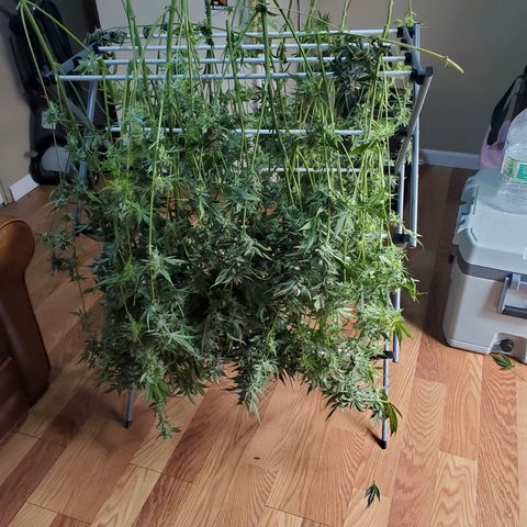 Banana Daddy Auto growlog timeline photo