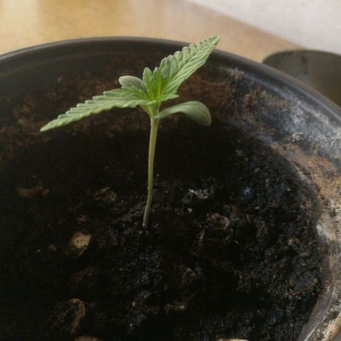 Green gelato automatic growlog timeline photo