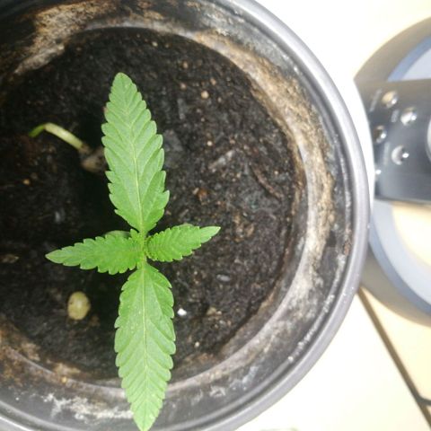 Green gelato automatic growlog timeline photo