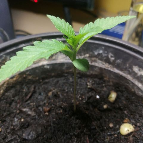 Green gelato automatic growlog timeline photo