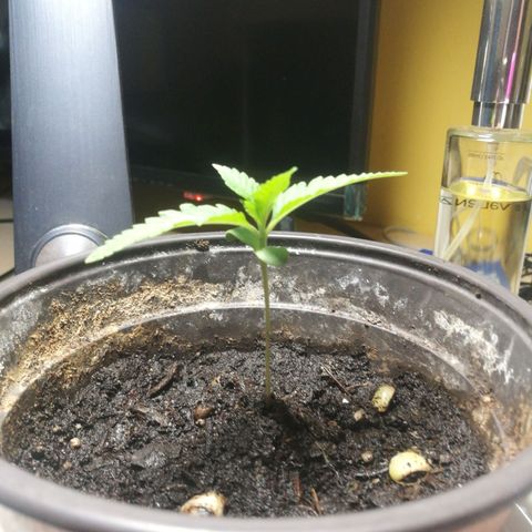 Green gelato automatic growlog timeline photo