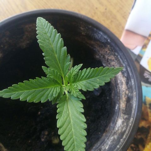 Green gelato automatic growlog timeline photo