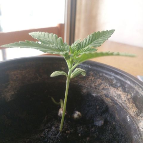 Green gelato automatic growlog timeline photo