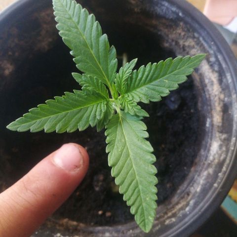 Green gelato automatic growlog timeline photo