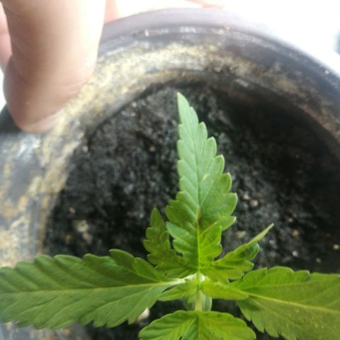 Green gelato automatic growlog timeline photo