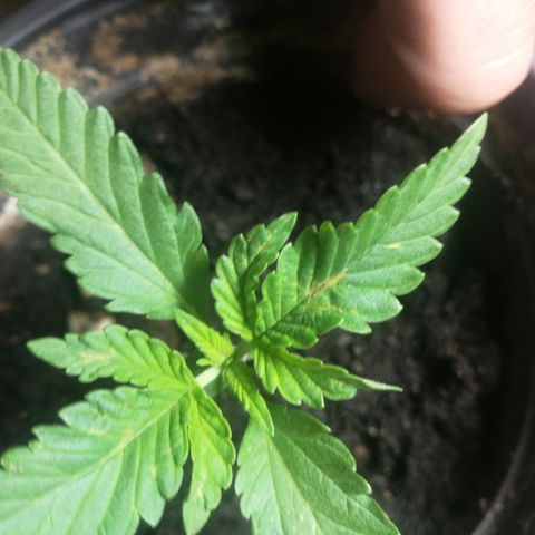 Green gelato automatic growlog timeline photo
