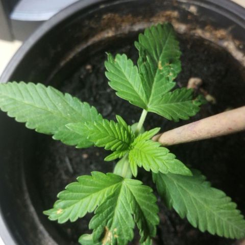Green gelato automatic growlog timeline photo