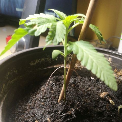 Green gelato automatic growlog timeline photo