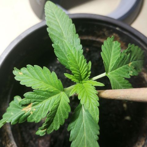 Green gelato automatic growlog timeline photo