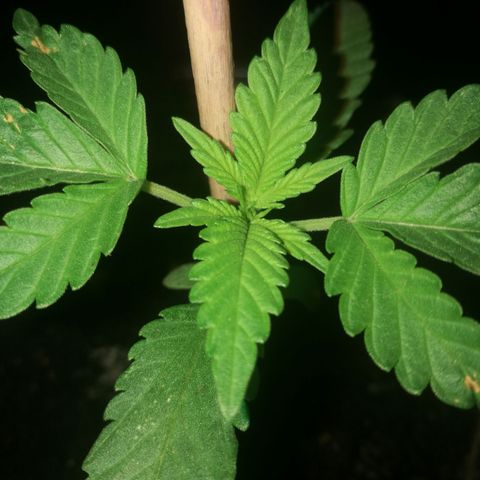 Green gelato automatic growlog timeline photo