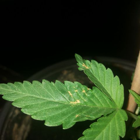 Green gelato automatic growlog timeline photo