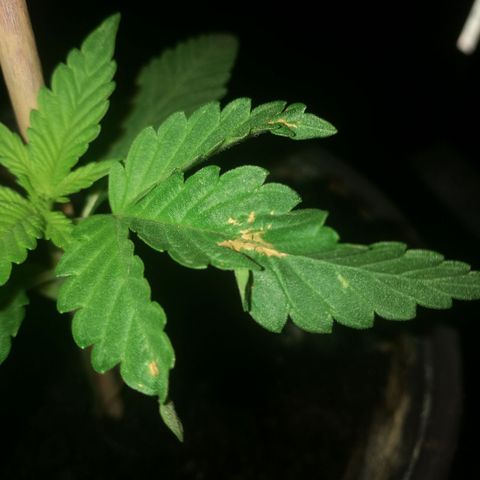 Green gelato automatic growlog timeline photo