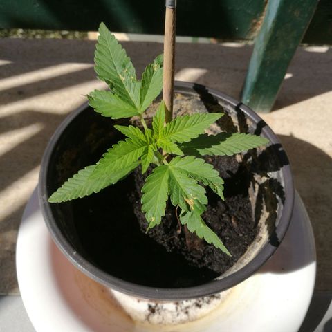 Green gelato automatic growlog timeline photo