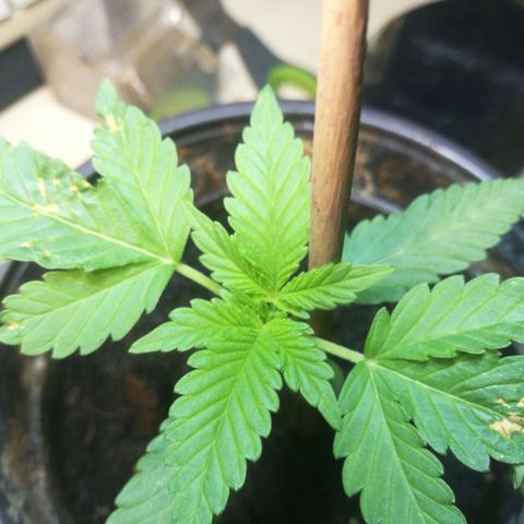 Green gelato automatic growlog timeline photo