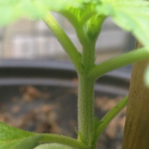 Green gelato automatic growlog timeline photo