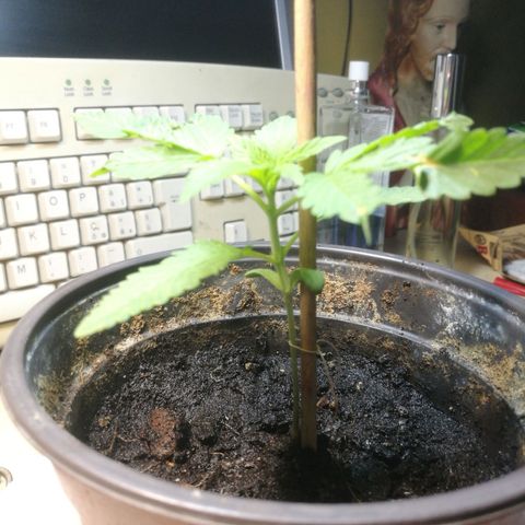 Green gelato automatic growlog timeline photo