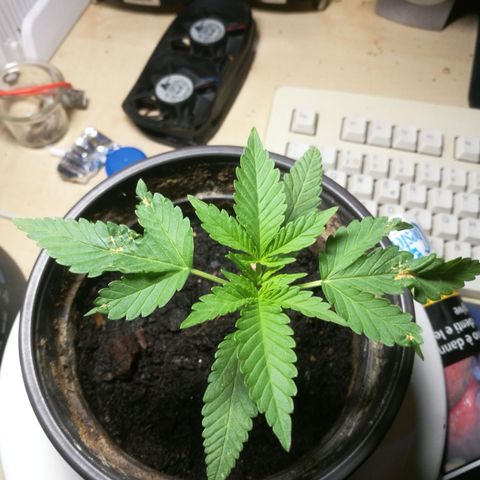 Green gelato automatic growlog timeline photo