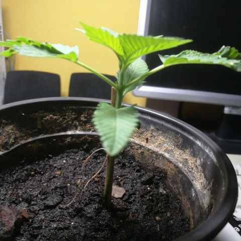 Green gelato automatic growlog timeline photo